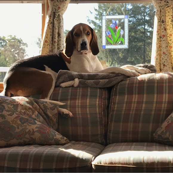 Treeing walker coonhound explained - Picture 7 of 15